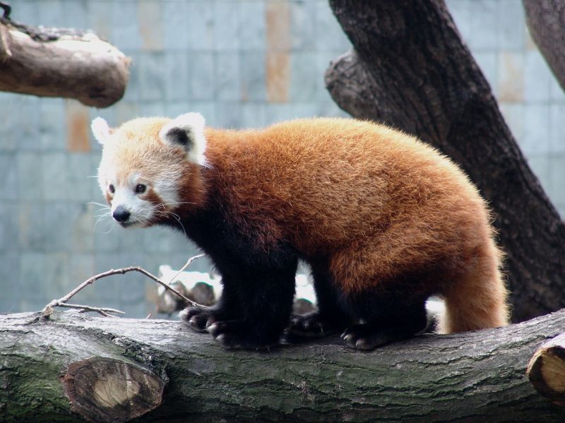 panda v zoo